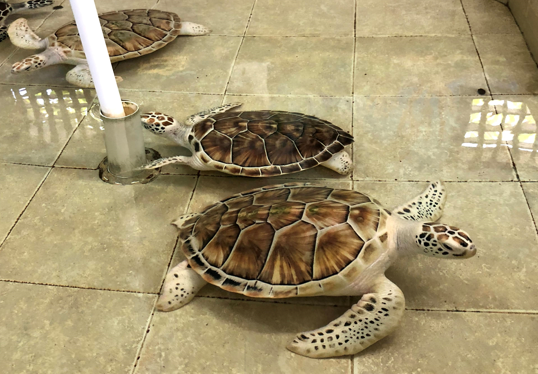 Tracking Turtles Across Oceans: What Satellite Tags Reveal