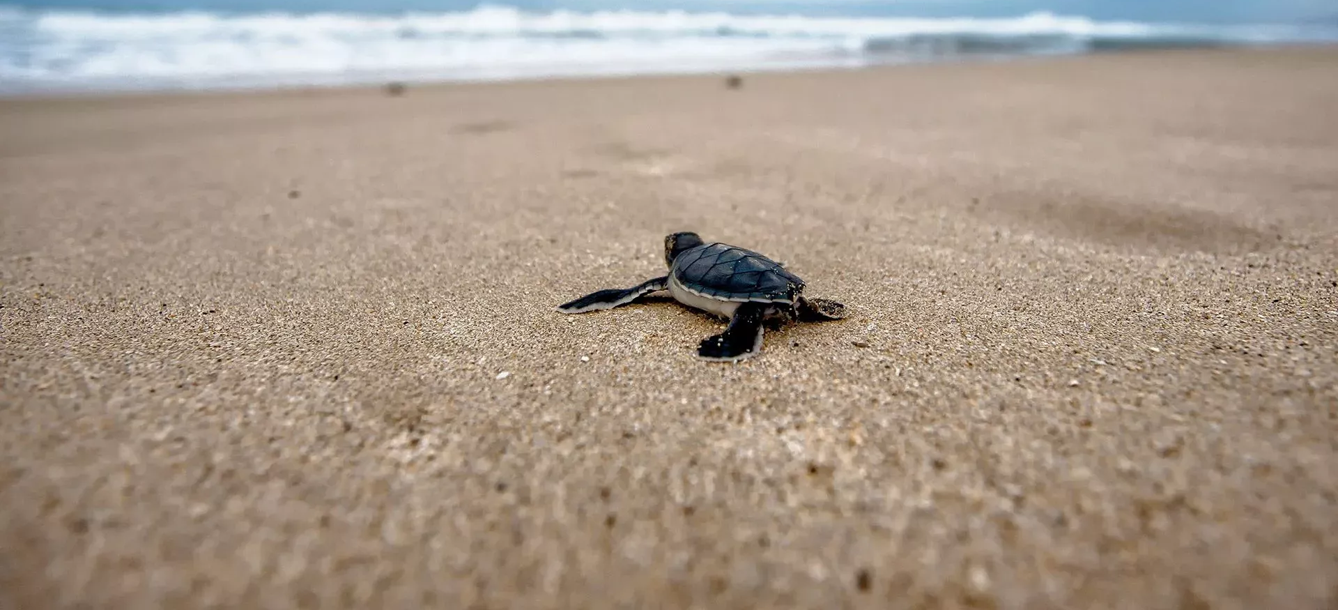 The Role of Local Communities in Sea Turtle Conservation