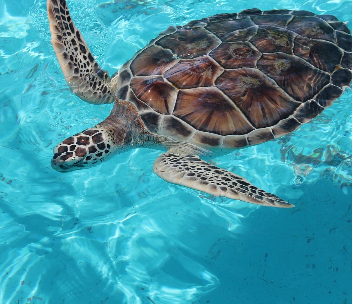 Cancun nesting beach