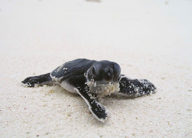 Cozumel reef