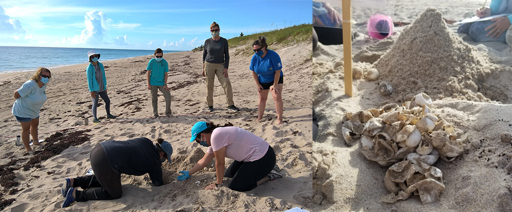 Florida's Stranding Network: Rescue on the Front Lines