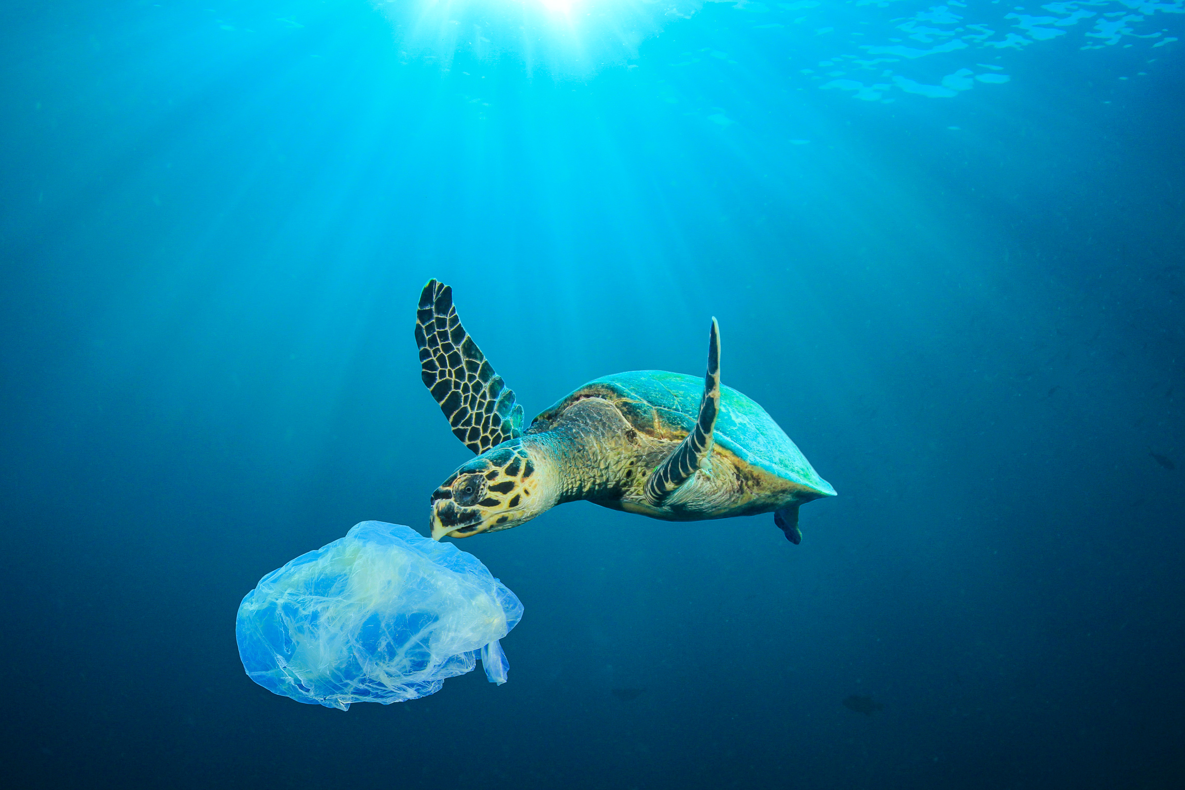 Demystifying Sea Turtles: Facts and Misconceptions